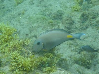 Acanthurus_monroviae_São_Tomé_and_Príncipe.jpg