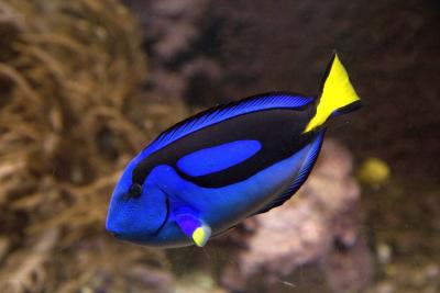 regal-blue-tang.jpg