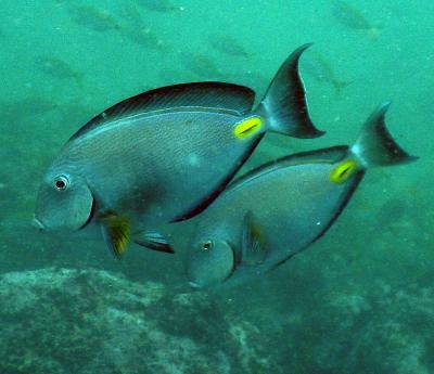 Acanthurus_monroviae.jpg