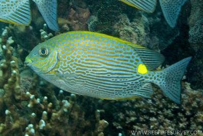 Siganus_lineatus.jpg
