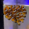 Этапы развития и роста мальков рыбы Клоуна (Видео) - последнее сообщение от snaiperde