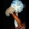 Привитые/инфицированные флуоресцентным белком кораллы: всё не так просто - последнее сообщение от Карен