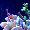 Верметиды, ака червеобразные улитки, наносят ущерб аквариумам И коралловым рифам - последнее сообщение от pelena