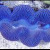 Почему кораллы покидают скелет? - последнее сообщение от karatata