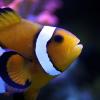 Новый аквариум: 1700х570х660 (600 литров) - последнее сообщение от Морской Клоун