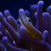 Aquael nano reef 49l - последнее сообщение от realdigger