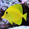 Reef Tank 333L (Astrakhan) - последнее сообщение от evgeny30ru